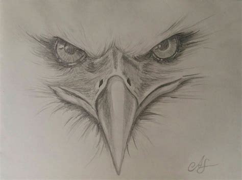Eagle Drawn By Template Adler Zeichnung Adler Gem Lde Tiere Zeichnen