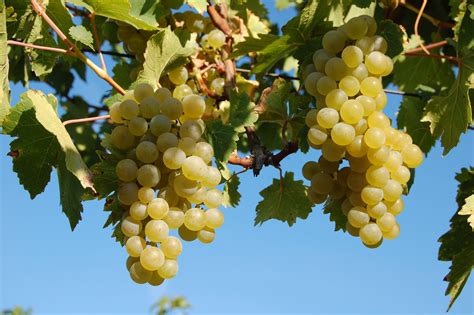 Valvin Muscat Grapes Our Hunt Country Vyds 2013 Won A Gold Medal At