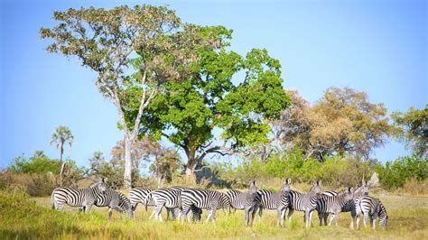 Botswana Luxury Safari Holidays Hayes And Jarvis Holidays