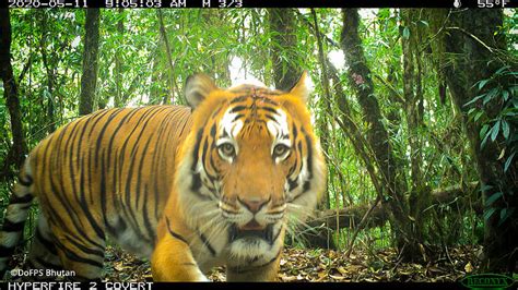 How One Tigress In Bhutan Is Giving Hope For Conservation Wwf
