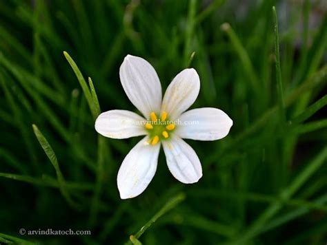 Hd Pic Of Beautiful White Grass Flower