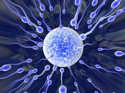 Surprising Facts About The Reproductive System Live Science