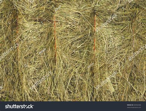 Fresh Hay Closeup Stock Photo 56592406 Shutterstock