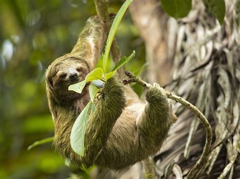 Animales De La Selva Características Qué Comen Hábitat Ejemplos