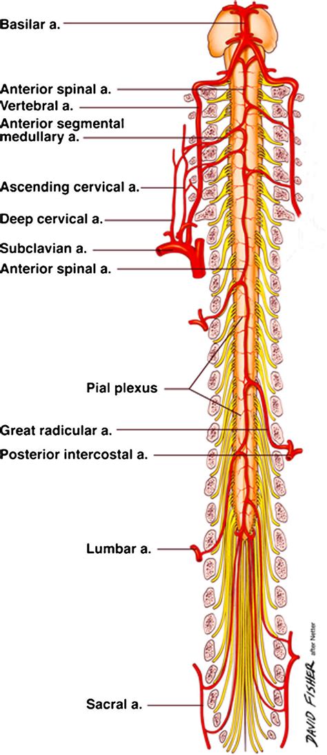 Vasculature Of The Spinal Cord The Artery Of Adamkiewicz Great