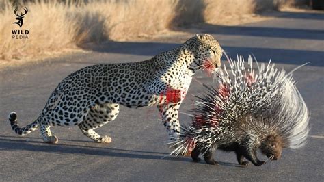 This Is Why Porcupines Are More Dangerous Than The Biggest Predators