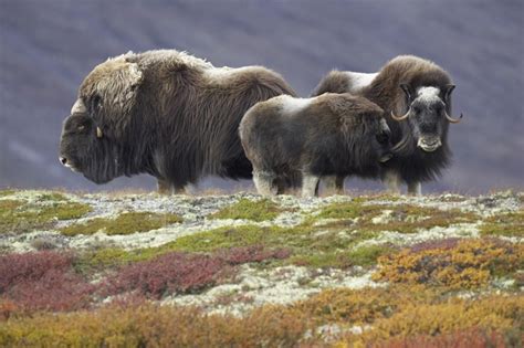 Coming Soon Page Musk Ox Animals Wild Tundra Animals