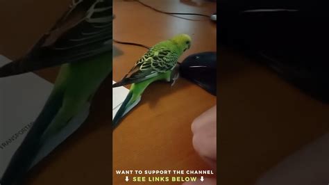 Funny And Cute Budgie Playful Parakeet Budgie Playing Shorts Youtube