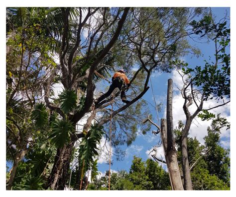 Mini garden small bypass loppers shears pruners lopping tree branch cutter amtec. Tree Lopping Problems As A Quick Fix ...