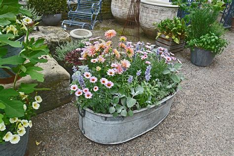 Can You Plant In A Galvanized Tub Saeqvy