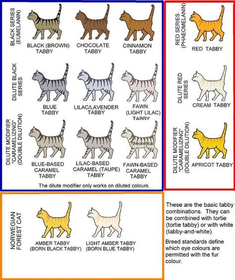 cat coat color chart