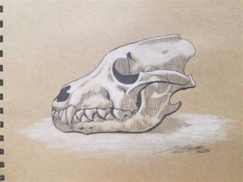 Wolf Skull Sketch By Robin305 On Deviantart