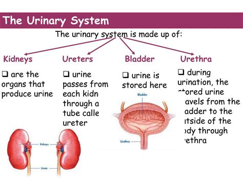 Ppt The Human Body Systems Powerpoint Presentation Free Download D75