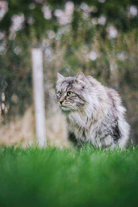 Email field should not be empty please enter. Siberian Cat Facts, Colors & Care Suggestions! | Petco Near Me