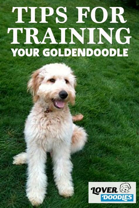 The Best Tips And Must Haves For Training Your Goldendoodles