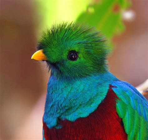 A Close Up Of A Colorful Bird On A Branch