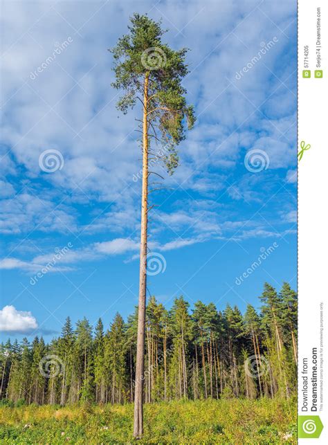 Tall Old Pine Tree Stock Image Image Of Amazing Growth 57714205