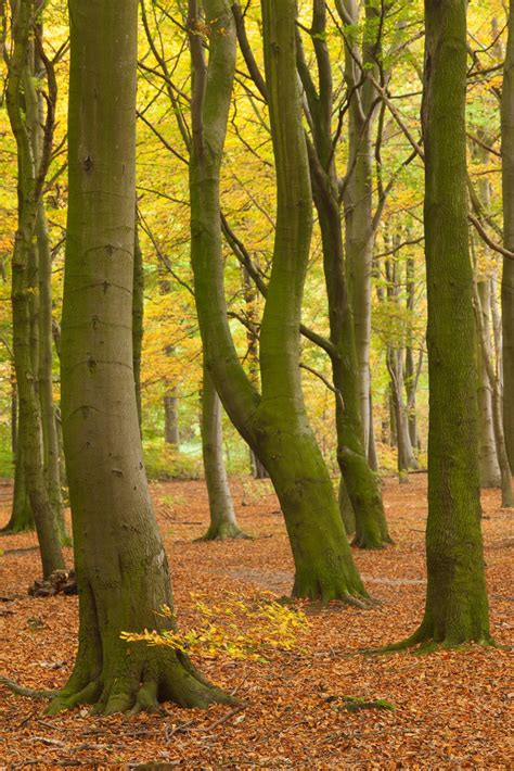 Beech woodland in autumn, Barnsley, South Yorkshire - David Speight ...