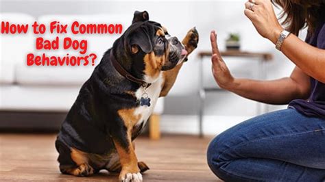 How To Fix Common Bad Dog Behaviors Training Dog Videos