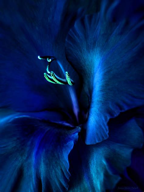 Midnight Blue Gladiola Flower Photograph By Jennie Marie Schell