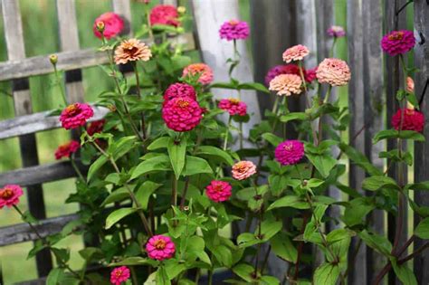 How To Grow Zinnias In Containers Zinnia Care In Pots Farmhouse And Blooms