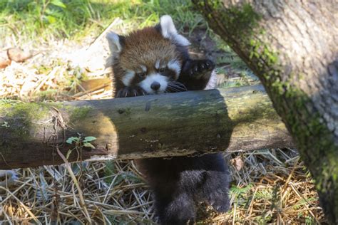 Seeing Red Adorable Red Panda Cubs Debut At Prospect Park Zoo
