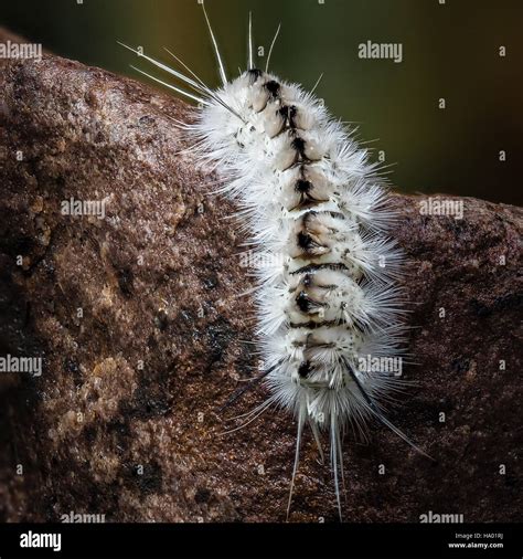Poisonous White Hickory Tussock Moth Caterpillar On Wet Rock White