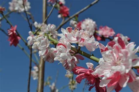 Highly ornamental with very showy, double red blossoms which cover the tree in early spring. Variegated Peppermint Flowering Peach Tree @ McCabe's ...