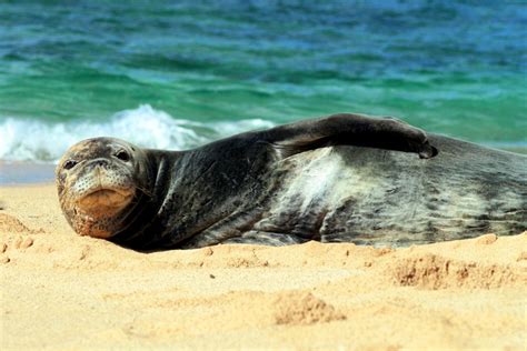 5 Things About The Hawaiian Monk Seal You Need To Know Hawaii Magazine