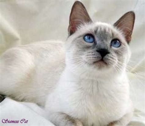 Lilac Point Siamese Cats Flame Point Siamese Cat Siamese Mix Cats Grey Himalayan Siamese Cat Mix