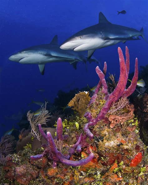 The Bahamas National Trust Co Hosts Caribbean Shark Conservation