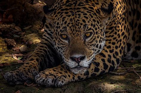 Look Face Portrait Predator Paws Jaguar Wild Cat Hd Wallpaper