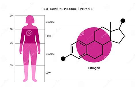 Testosterone Estrogen Level Stock Vector Illustration Of Schema Estrogen 236480228