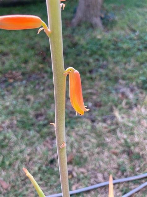Aloe Officinalis Forssk Aloe Vera World Flora Plntnet Identify