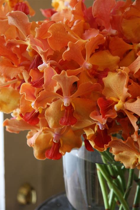 HOA PHONG LAN VIỆT VIETNAM ORCHIDS orange orchids