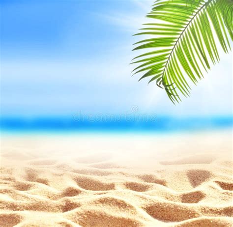 Summer Sand Beach Background Palm Leaf Sea And Sky Summer Concept
