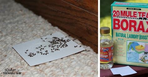 This blind animal uses it to sense its insect prey. How to Make Homemade Non-Toxic Ant Poison