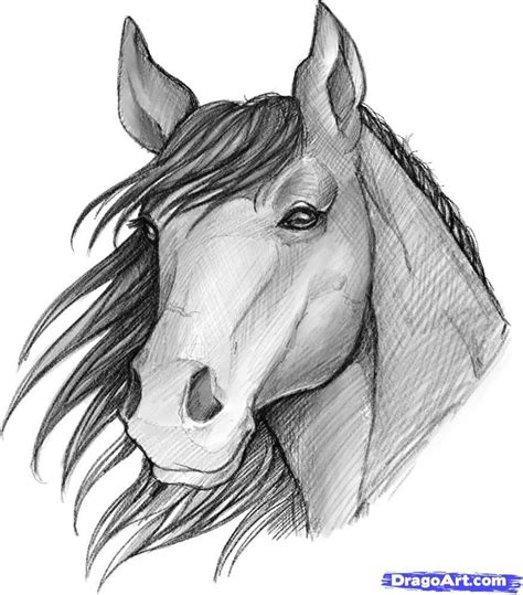 Horse Head Drawing Easy Leandro Mcgehee