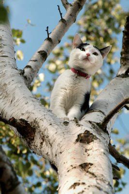 Firemen are typically too busy to be bothered with cat issues. Stupid Cat Stuck in Tree - Lehigh Valley with Love