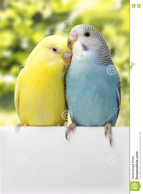 Two Birds Are On A White Background Stock Photo Image Of Feather