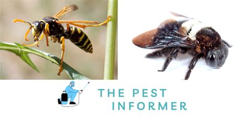 Do Carpenter Bees Kill Wasps Carpenter Bee Prey The Pest Informer
