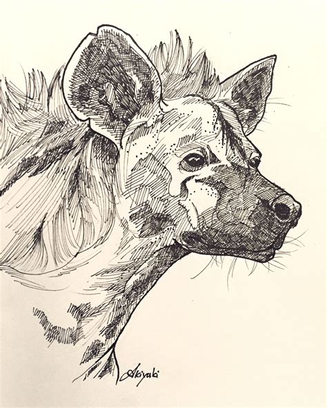 Illustration Artist Art Drawing Artwork Animal Hyena Sketch