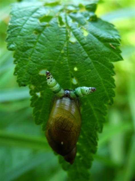 Absurd Creature Of The Week The Parasitic Worm That Turns Snails Into