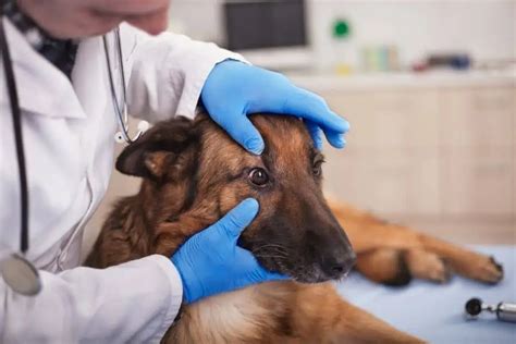 Reasons Why You Should Schedule Regular Vet Check Ups For Your Pet