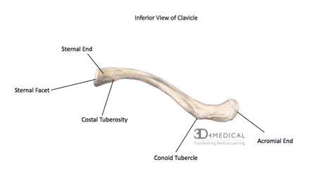 Acromial And Sternal End Of Clavicle Slideshare