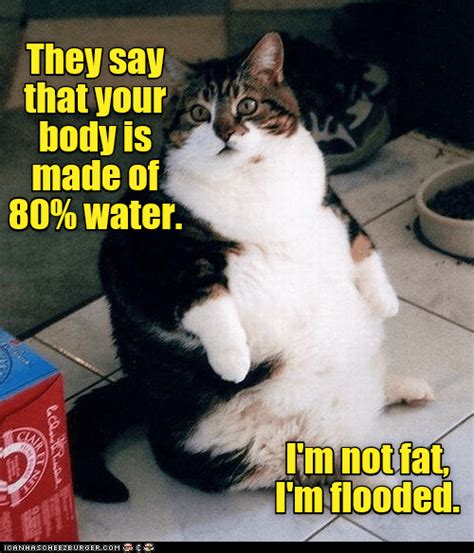 Top Memes Of The Week Cheezburger Users Edition Cute Cat Memes Funny Cat Memes