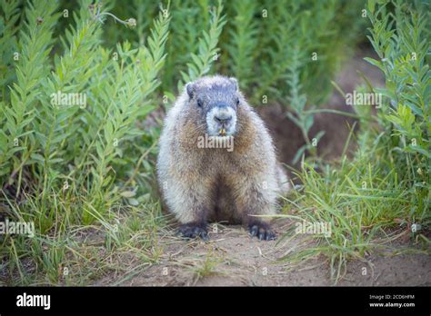 Marmots At Paradise Mount Rainier Washington Usa Stock Photo Alamy