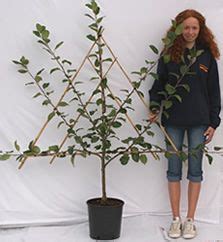 Apples and pears are traditionally used, as their branches are stone fruit (peaches, plums, nectarines and cherries) are best trained into a fan shape as their more brittle year 1, winter to espalier an apple or pear tree, plant it, then prune. Espalier and Fan-trained fruit trees for sale | Potted ...