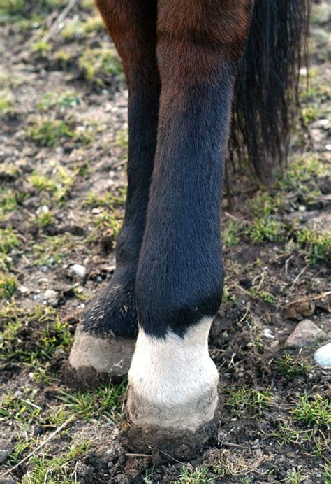 How To Treat Your Horses Swollen Legs Equine Veterinary And Pathology