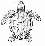 Coloring Turtle Sea Realistic Pages Color Printable Turtles Animals Print sketch template